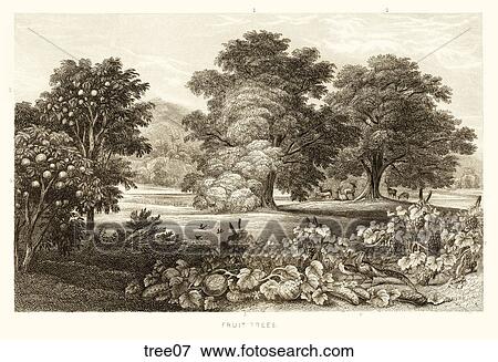 Stock Illustration - Antique Engraving of a Landscape with Various Fruit Trees. . Fotosearch