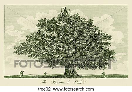 Drawing - Antique Engraving of a Large Oak Tree, "The Penshurst Oak" . Fotosearch