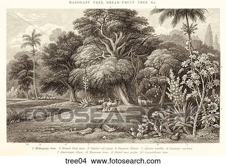 Stock Illustration - Antique Engraving of a Scene with Various Tropical Trees and Plants . Fotosearch
