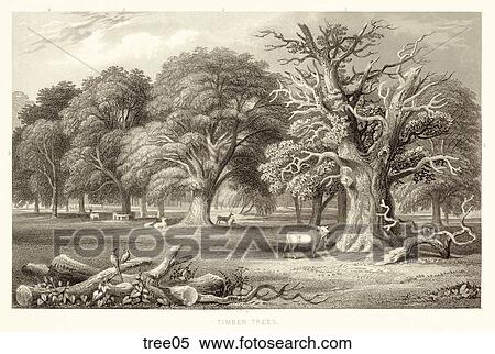 Stock Illustration - Antique Engraving of a Scene with Various Timber Trees and Plants . Fotosearch