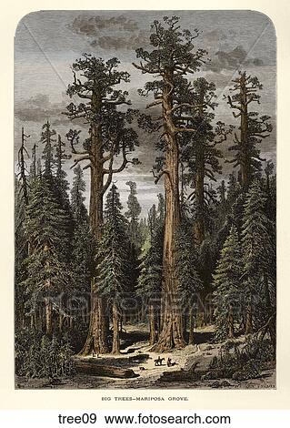 Antique Wood Engraving of a View of Sequoia Trees, "Big Trees-Mariposa Grove" (Location: California) View Large Illustration Stock Illustration - Antique Wood Engraving of a View of Sequoia Trees, "Big Trees-Mariposa Grove" (Location: California) . Fotosearch