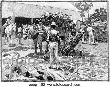 Unloading and stacking sugar canes View Large Illustration Drawing - Unloading and stacking sugar canes. Fotosearch