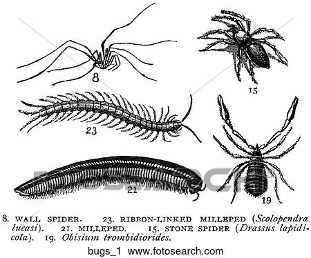 Clip Art - A selection of bugs #1.. Fotosearch