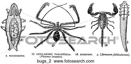 Drawing - A selection of bugs #2.. Fotosearch