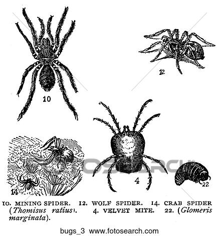 Drawing - A selection of bugs #3.. Fotosearch