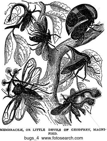 Stock Illustration - A selection of bugs #4.. Fotosearch