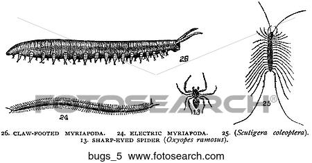 Stock Illustration - A selection of bugs #5.. Fotosearch