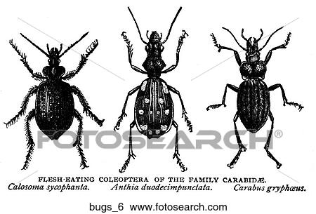 Stock Illustration - A selection of bugs #6.. Fotosearch