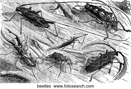 Stock Illustration - A selection of exotic tropical beetles.. Fotosearch