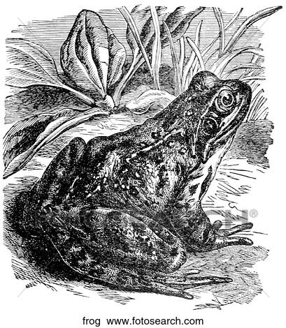 Amphibians. A frog. View Large Illustration Drawing - Amphibians. A frog.. Fotosearch