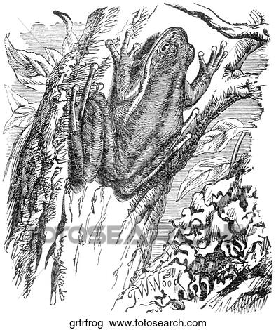Amphibians. A green tree frog. View Large Illustration Drawing - Amphibians. A green tree frog.. Fotosearch