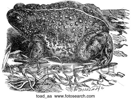 Amphibians. A large toad. View Large Illustration Clipart - Amphibians. A large toad.. Fotosearch