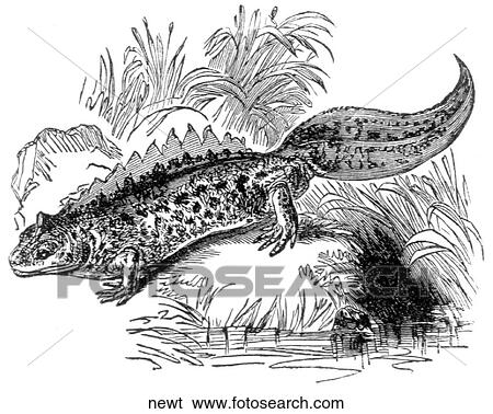Stock Illustration - Amphibians. A newt.. Fotosearch