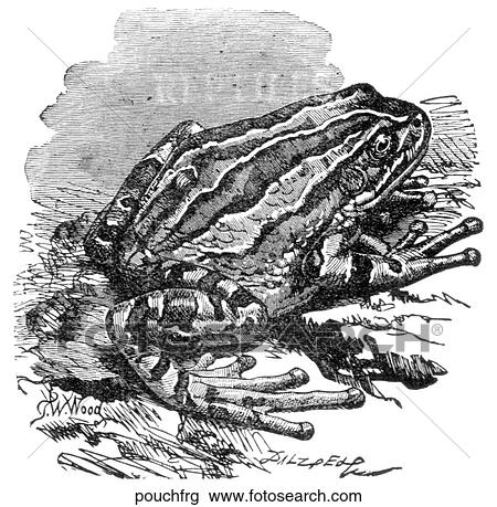 Amphibians. A pouch frog. View Large Illustration Drawing - Amphibians. A pouch frog.. Fotosearch