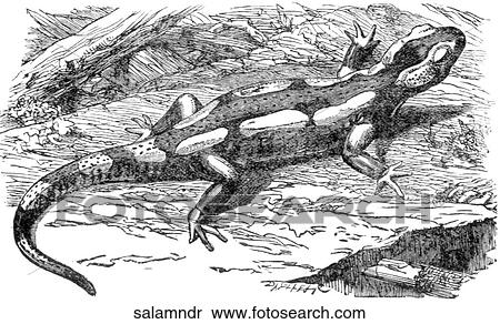 Amphibians. A salamander. View Large Illustration Stock Illustration - Amphibians. A salamander.. Fotosearch