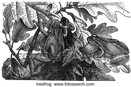 Amphibians. A tree frog. View Large Illustration Drawing - Amphibians. A tree frog.. Fotosearch