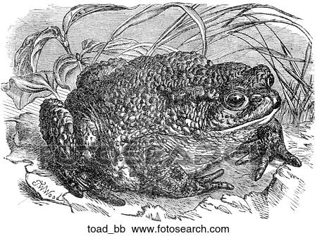 Amphibians. Another large toad. View Large Illustration Clipart - Amphibians. Another large toad.. Fotosearch