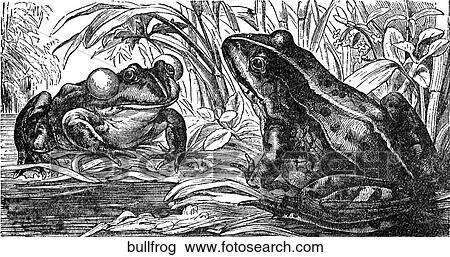 Amphibians. Two bullfrogs on their lily pads. View Large Illustration Drawing - Amphibians. Two bullfrogs on their lily pads.. Fotosearch