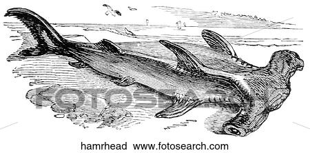 Clip Art - Aquatic life - fish. A beached hammerhead shark.. Fotosearch
