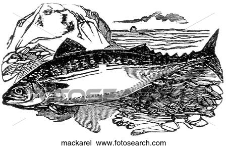 Drawing - Aquatic life - fish. A beached mackerel.. Fotosearch