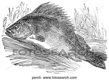Aquatic life - fish. A beached perch. View Large Illustration Drawing - Aquatic life - fish. A beached perch.. Fotosearch