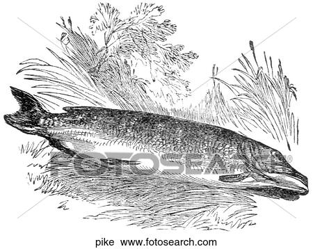 Aquatic life - fish. A beached pike. View Large Illustration Clip Art - Aquatic life - fish. A beached pike.. Fotosearch