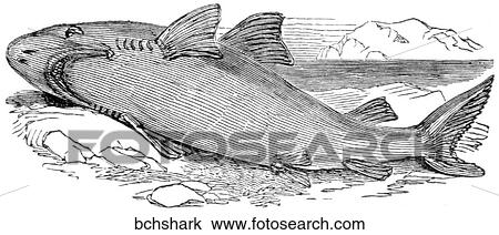 Aquatic life - fish. A beached shark. View Large Illustration Drawing - Aquatic life - fish. A beached shark.. Fotosearch