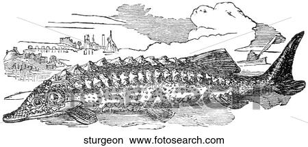Aquatic life - fish. A beached sturgeon. View Large Illustration Stock Illustration - Aquatic life - fish. A beached sturgeon.. Fotosearch