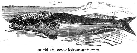 Aquatic life - fish. A beached suckfish. View Large Illustration Drawing - Aquatic life - fish. A beached suckfish.. Fotosearch