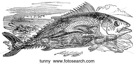 Aquatic life - fish. A beached tunny fish. View Large Illustration Stock Illustration - Aquatic life - fish. A beached tunny fish.. Fotosearch