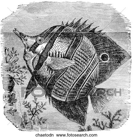 Aquatic life - fish. A chaetodon (beautiful tropical fish). View Large Illustration Stock Illustration - Aquatic life - fish. A chaetodon (beautiful tropical fish).. Fotosearch