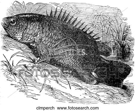 Aquatic life - fish. A climbing perch making its way from water. View Large Illustration Drawing - Aquatic life - fish. A climbing perch making its way from water.. Fotosearch