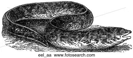 Aquatic life - fish. A coiled eel. View Large Illustration Clipart - Aquatic life - fish. A coiled eel.. Fotosearch
