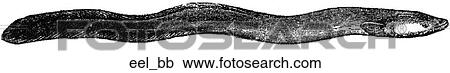 Aquatic life - fish. A common eel. View Large Illustration Clipart - Aquatic life - fish. A common eel.. Fotosearch