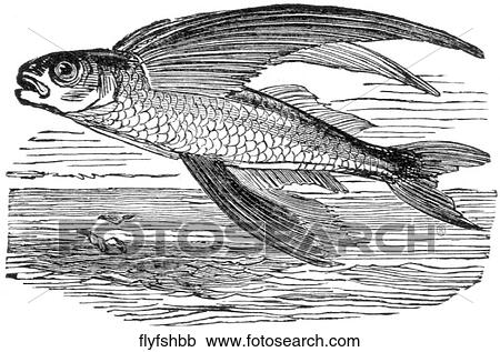Aquatic life - fish. A flying fish. View Large Illustration Clipart - Aquatic life - fish. A flying fish.. Fotosearch