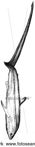 Aquatic life - fish. A fox shark. View Large Illustration Drawing - Aquatic life - fish. A fox shark.. Fotosearch