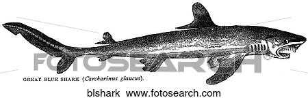 Aquatic life - fish. A great blue shark. View Large Illustration Drawing - Aquatic life - fish. A great blue shark.. Fotosearch