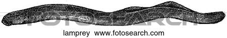Aquatic life - fish. A lamprey. View Large Illustration Stock Illustration - Aquatic life - fish. A lamprey.. Fotosearch