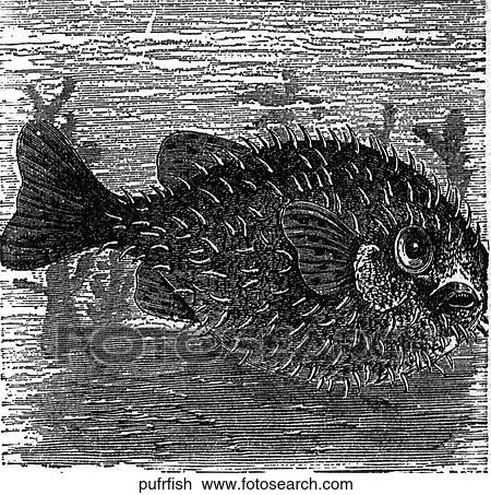 Aquatic life - fish. A puffer fish. View Large Illustration Drawing - Aquatic life - fish. A puffer fish.. Fotosearch