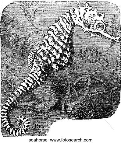 Aquatic life - fish. A seahorse. View Large Illustration Clip Art - Aquatic life - fish. A seahorse.. Fotosearch