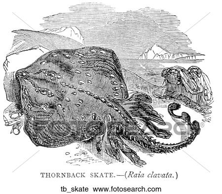 Aquatic life - fish. A skate. View Large Illustration Clip Art - Aquatic life - fish. A skate.. Fotosearch