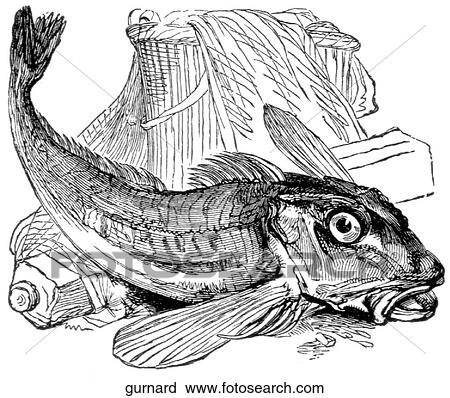 Aquatic life - fish. A species of flying fish. View Large Illustration Clip Art - Aquatic life - fish. A species of flying fish.. Fotosearch