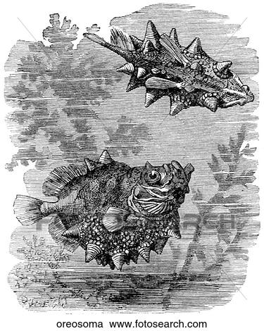 Aquatic life - fish. A spiny fish. View Large Illustration Clipart - Aquatic life - fish. A spiny fish.. Fotosearch