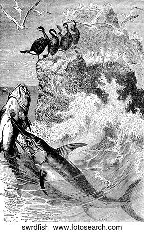 Aquatic life - fish. A swordfish leaping from the waves. View Large Illustration Drawing - Aquatic life - fish. A swordfish leaping from the waves.. Fotosearch