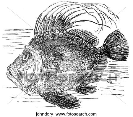 Aquatic life - fish. A type of fish. View Large Illustration Stock Illustration - Aquatic life - fish. A type of fish.. Fotosearch