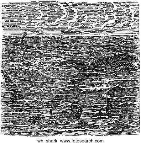 Aquatic life - fish. A white shark. View Large Illustration Drawing - Aquatic life - fish. A white shark.. Fotosearch