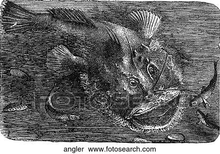 Aquatic life - fish. An angler fish. View Large Illustration Stock Illustration - Aquatic life - fish. An angler fish.. Fotosearch