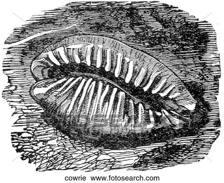 Aquatic life - other. A cowrie shell. View Large Illustration Clip Art - Aquatic life - other. A cowrie shell.. Fotosearch