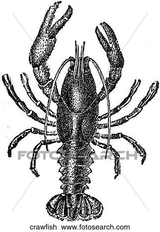 Aquatic life - other. A crawfish. View Large Illustration Drawing - Aquatic life - other. A crawfish.. Fotosearch