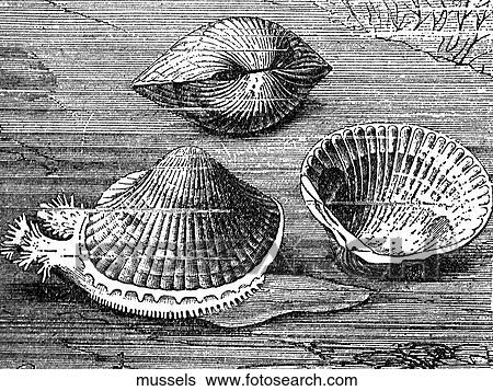 Stock Illustration - Aquatic life - other. A group of mussels.. Fotosearch